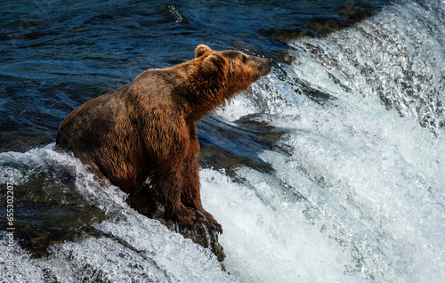Brown Bears Catching Salmon at Brooks Falls, Katmai