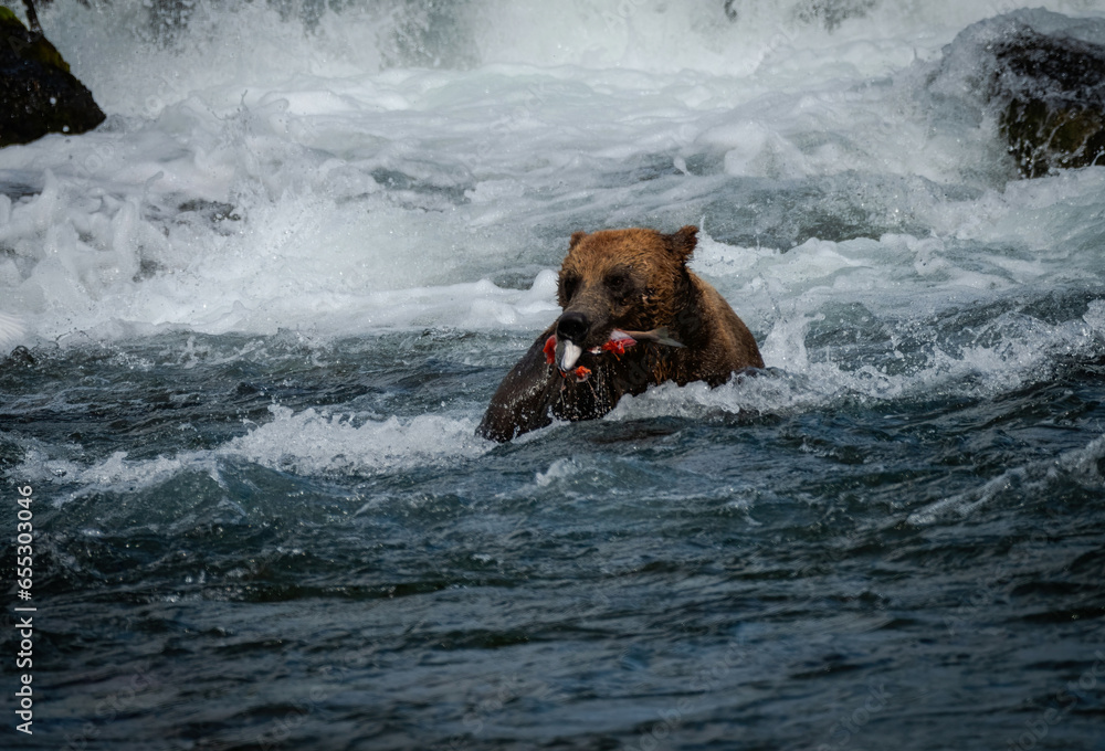 Brown Bears Catching Salmon at Brooks Falls, Katmai Brown Bears Catching Salmon at Brooks Falls, Katmai