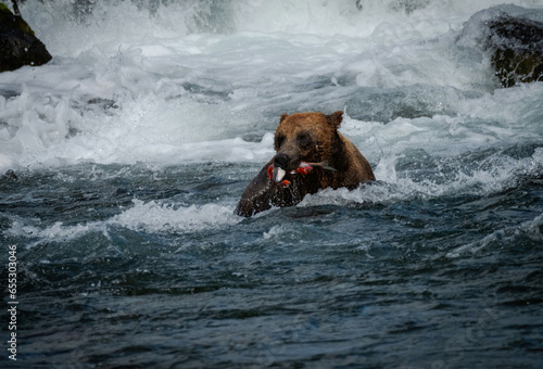 Brown Bears Catching Salmon at Brooks Falls, Katmai