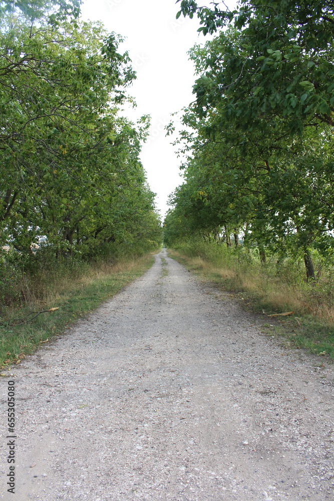 A gravel road with trees on the side
