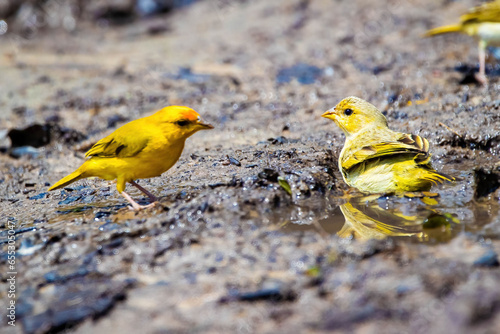 Orange-fronted yellow-finch cute bird close up portrait photo