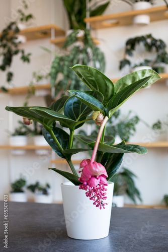Beautiful blooming Medinilla magnifica in white pot