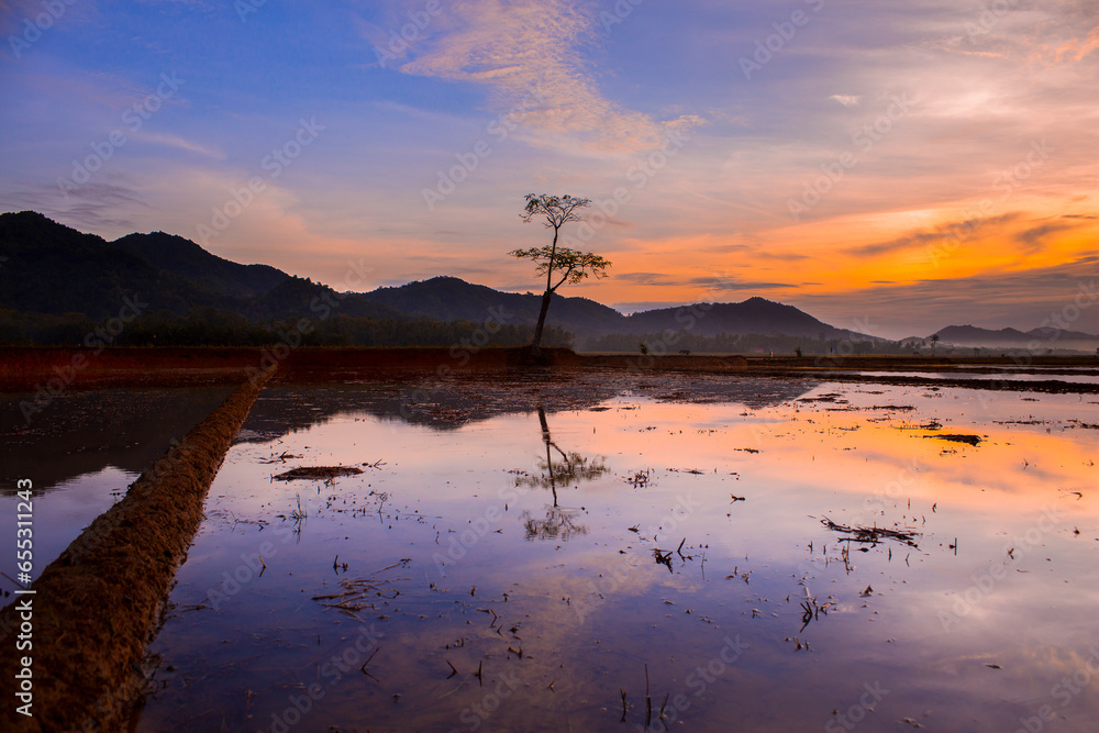 the beauty of rice fields in the morning with a backdrop of mountains the beauty of rice fields in the morning with a backdrop of mountains