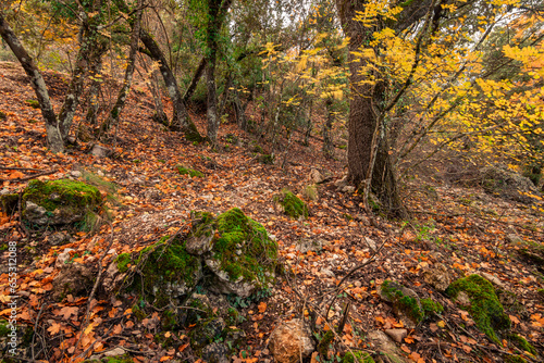 autumn forests and landscapes
