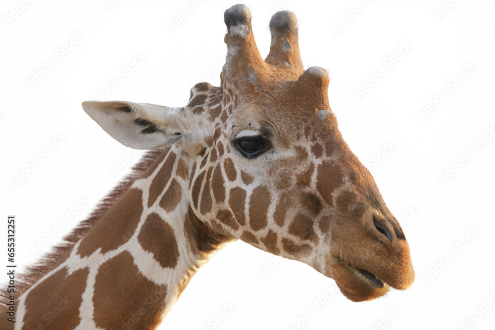 Portrait of a giraffe. Natural parc Tsavo. Kenya, Africa. reticulated giraffe Portrait of a giraffe. Natural parc Tsavo. Kenya, Africa. reticulated giraffe