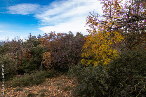 autumn forests and landscapes