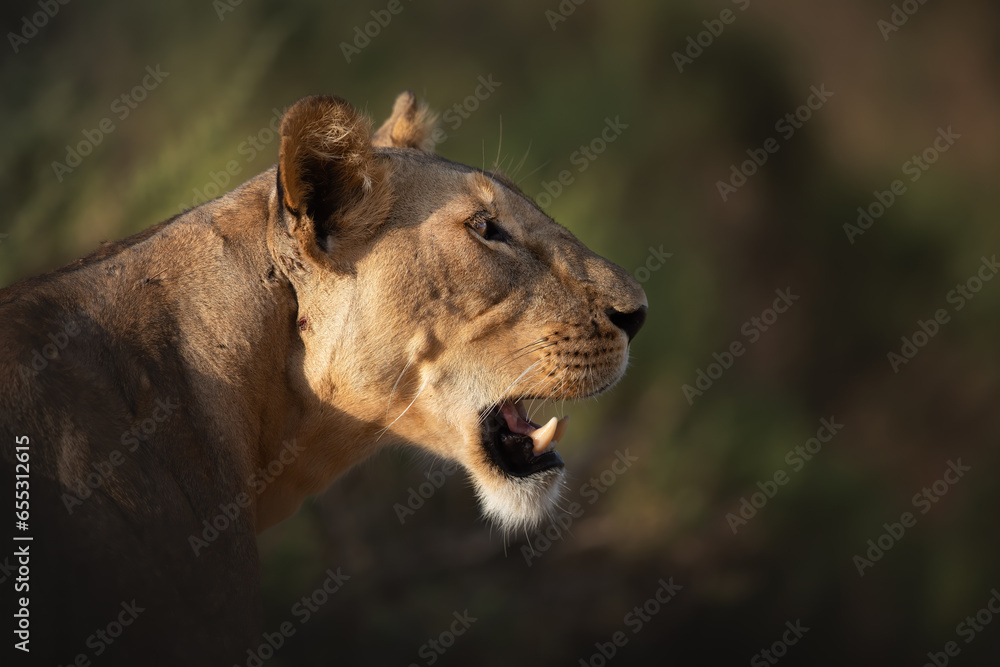 Fototapeta premium African female lion, Kenya. Lion walking in the african savannah. Evening light. Natural habitat.
