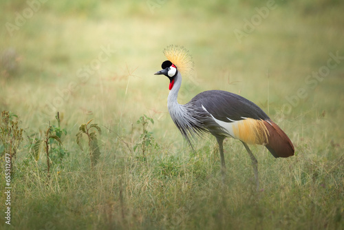 Grey-crowned crane (Balearica regulorum) at lake Nakuru, Kenya