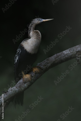 Anhinga  Anhinga anhinga  in natural habitat. Water-bird from Costa Rica. Bird with log neck and bill. Sitting on a branch above water  Suerte river Tortuguero.