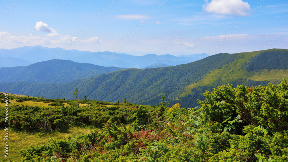 green mountain landscape of transcarpathia, ukraine. view in to the distant ridge of chornohora. warm summer forenoon
