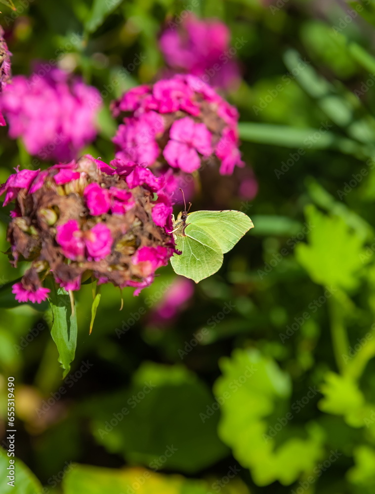 Day butterfly Buckthorn on a garden flower carnation in summer Day butterfly Buckthorn on a garden flower carnation in summer