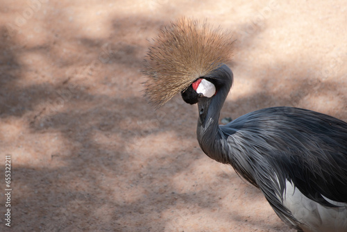 Grey necked crowned crane bird portrait with copy space or copyspace for the text. Large bird from Africa, isolated and sleeping with relax. Avian species of Balearica regulorum, Gruidae, Gruiformes. photo