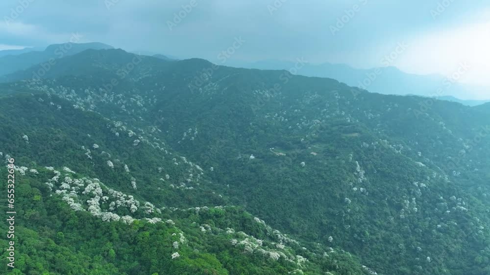full of white blossom flowers in mountain background