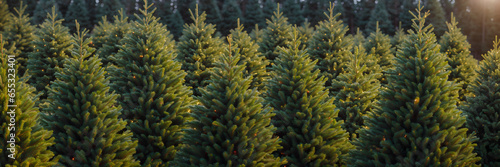 field of furs, christmas trees in a field