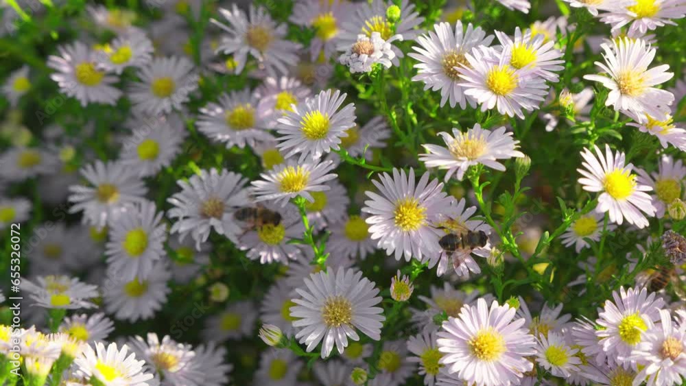 Honey bees pollinate flowers on clear sunny day. Honey bees pollinate flowers on clear sunny day.