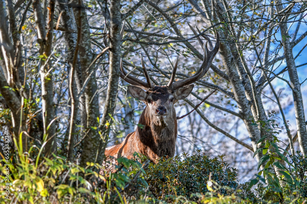 Massive wild Red deer stag (Cervus elaphus) looking straight into the camera from the thick bush, Alps, Italy.