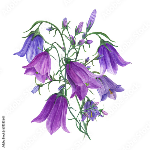 Fototapeta Naklejka Na Ścianę i Meble -  Bouquet of delicate blue lilac bells. Campanula flowers, meadow harebells. Watercolor illustration of wild plants on white. For wedding invitation, birthday cards, poster, textile design, prints