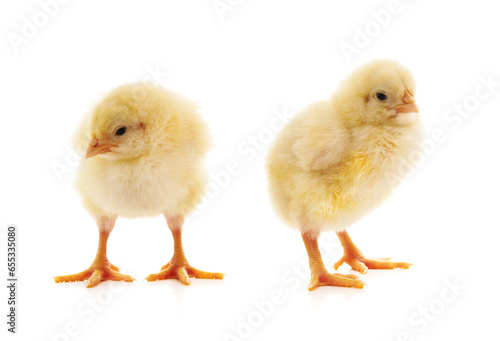 Two yellow little chickens.