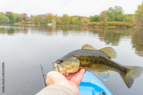Fototapeta Naklejka Na Ścianę i Meble -  Fresh bass held by mouth, kayak fishing, hobby leisure activities, copy space image