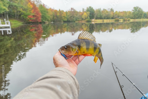 Fototapeta Naklejka Na Ścianę i Meble -  Holding yellow perch, kayak fishing fall season, overcast day.