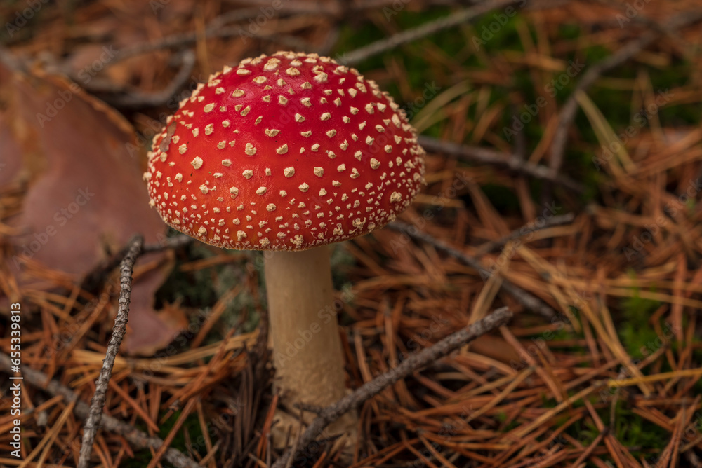 autumn season. amanita muscaria mushroom in autumn forest, natural