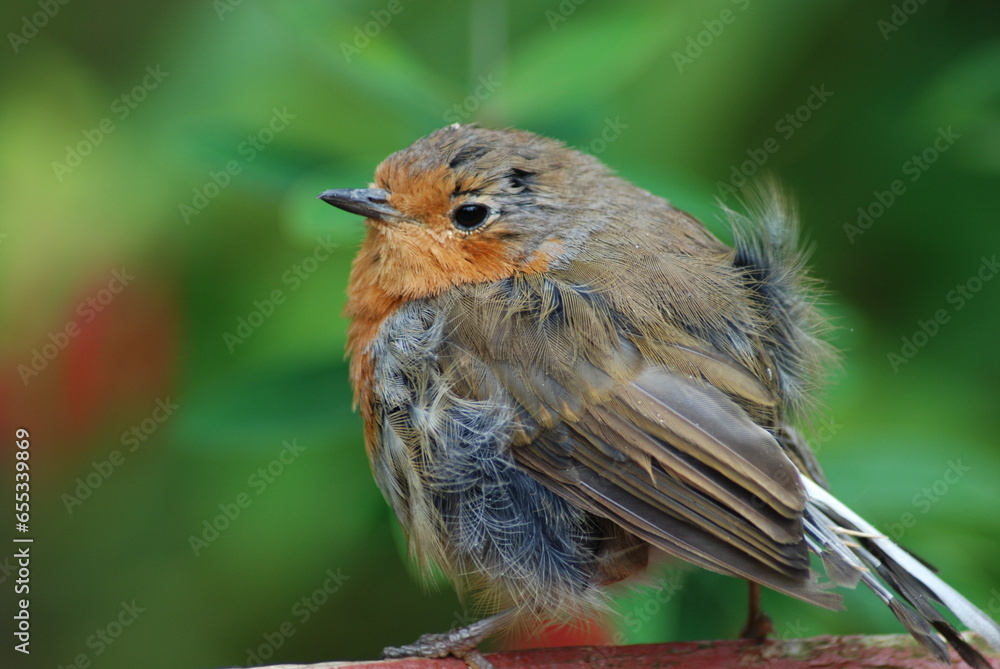 Fototapeta premium robin cose up 2