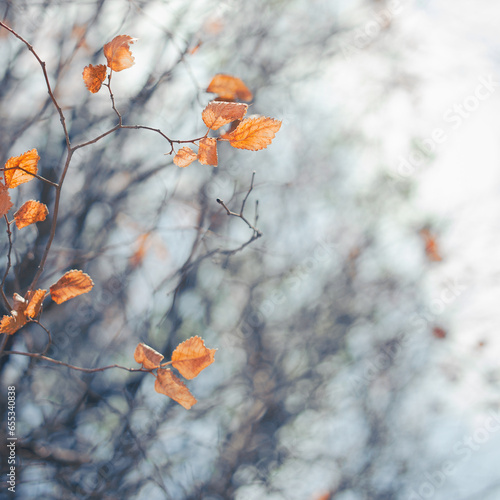 Close-up of autumn leaves with a gentle bokeh. The selective focus accentuates the delicate, fading leaves and the tip of a slender branch, creating a soft, subtle palette of fall colors.
