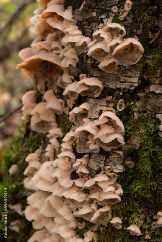 Grey resupinate growth of Phlebiopsis gigantea causing white rot of conifer logs and stumps. It is used as a biological control of annosum root rot, caused by Heterobasidion spp. photo