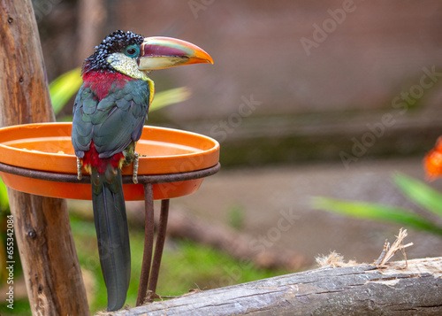 Curl-crested Aracari (Pteroglossus beauharnaesii) Beauty photo