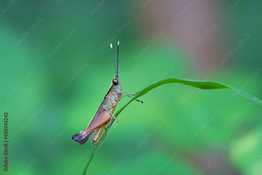 Grasshoppers are found in vegetable plots. Grasshoppers are found in vegetable plots.