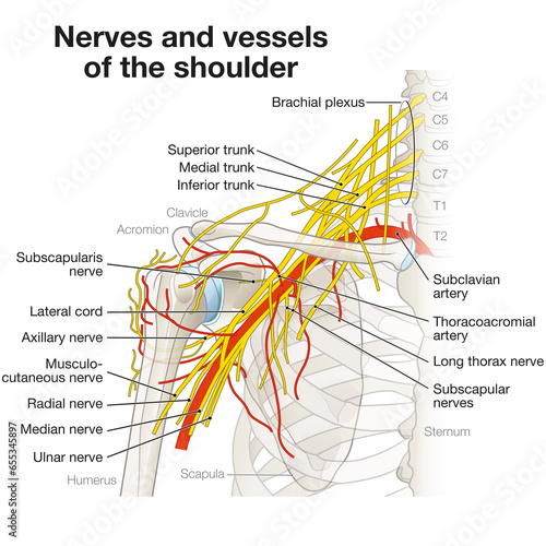 Nerves And Vessels Of The Shoulder. Brachial plexus. Medically illustration. Labeled photo