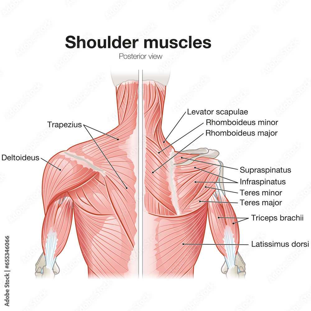Shoulder Muscles, Posterior View, Superficial And Deep View, Medically Illustration. Labeled - obrazy, fototapety, plakaty 