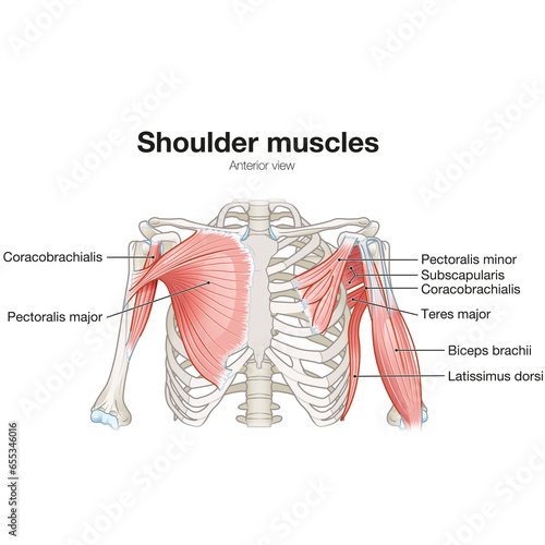 Valokuvatapetti Shoulder Muscles, Anterior View, Superficial And Deep View, Medically Illustrati