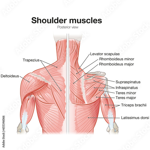 Valokuva Shoulder Muscles, Posterior View, Superficial And Deep View, Medically Illustration