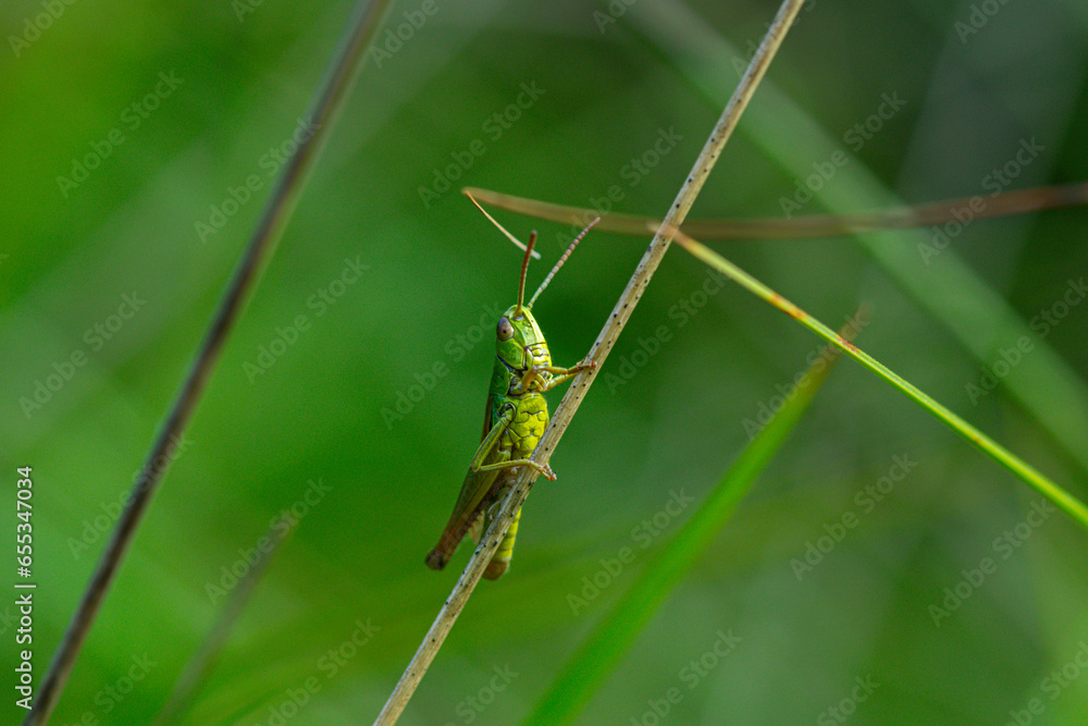 Closeup of a grasshopper in the wild