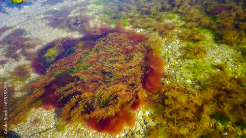 Brown algae macrophytes Cystoseira barbata and other green and red algae at the bottom of the Tiligul estuary photo