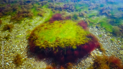 Green and red algae on a stone near the shore of the Tiligul estuary during the drying out of the estuary