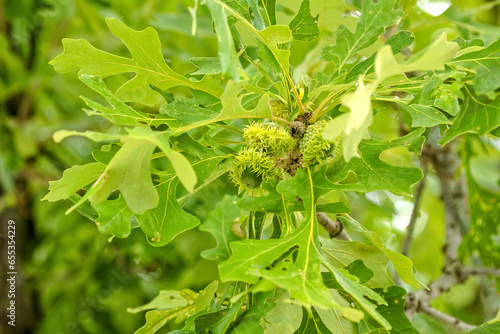 Bur oak ( Quercus macrocarpa),  tree native to eastern North America photo
