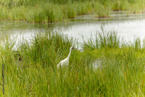 The whooping crane (Grus americana) in the Marsh. Native, rare the tallest North American bird