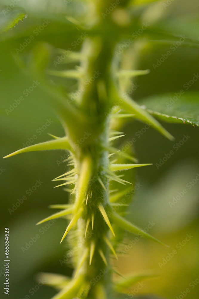 Vibrant Green Leaf in Macro Close-up, Showcasing Plant Growth and Plant Part. Fresh green foliage on a plant stem with blooming flowers. Vibrant Green Leaf in Macro Close-up, Showcasing Plant Growth and Plant Part. Fresh green foliage on a plant stem with blooming flowers.