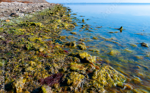 Rocky Shore of the Tiligul Estuary with algae emerging from under the water during the drying out of the estuary