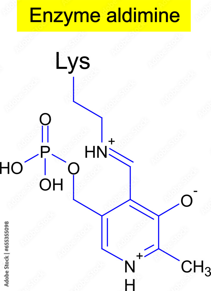 Enzyme aldimine ,formula .Vector illustration Enzyme aldimine ,formula .Vector illustration