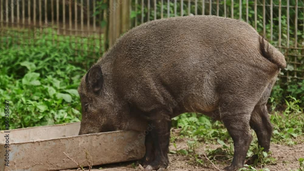 Wild pig eat food from a trough.Concept of petting zoo,animal care