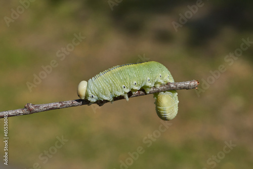 The large birch sawfly, or birch leaf–gnawer (Lat. Cimbex femoratus). The larva is very similar to a butterfly caterpillar (false caterpillar). It feeds exclusively on birch leaves. photo