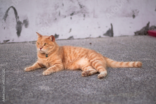 orange cat is looking at something. © Naruekbodee