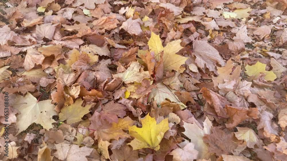 Yellow beautiful dry maple leaves lie on the ground. Colorful autumn maple leaves. Background of Yellow Fallen Leaves. Ground Covered with Orange leaves. Autumn Palette.