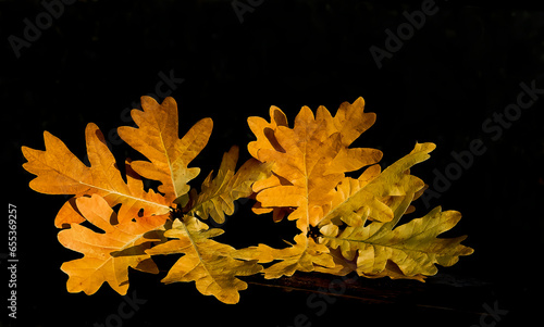 Close up of oak branch with dry autumnal leaves, autumn beautiful natural pat...