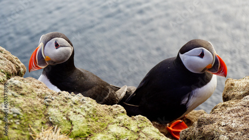 Duo of atlantic puffins standing back to back on a cliff.