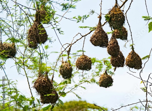 large group of black headed weaver bird's nest hanging from a tree in Africa photo