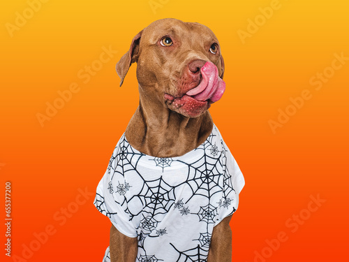 Happy Halloween. Charming dog and a T-shirt with cobwebs. Isolated background. Close-up, indoors. Studio shot. Congratulations for family, relatives, loved ones, friends, colleagues. Pets care concept